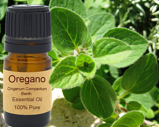 Oregano Essential Oil Organic 15ml